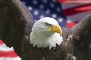 american eagle in front of flag