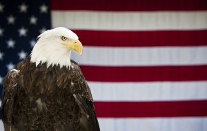 Eagle in front of american flag